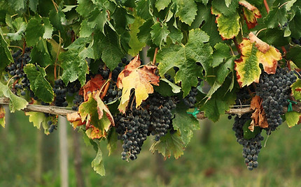 uvas