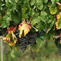 Grapes