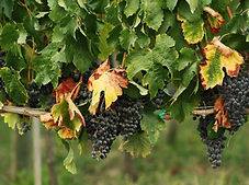 Grapes