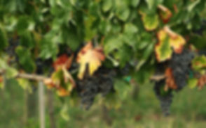 Grapes