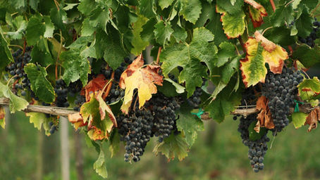 Bodegas alavesas en la feria ProWein de Dusseldorf
