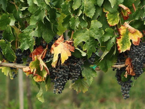 Grapes