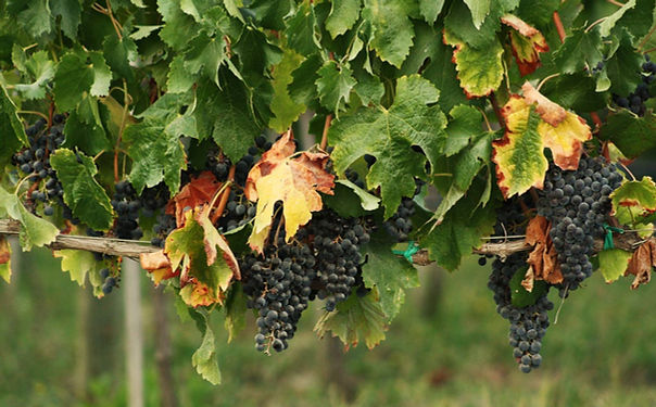 Grapes