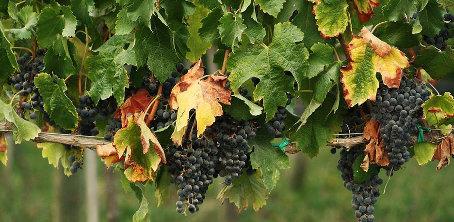 resveratrol, paradoja francesa, vino, celulas madres, glutation, arginina. citrulina