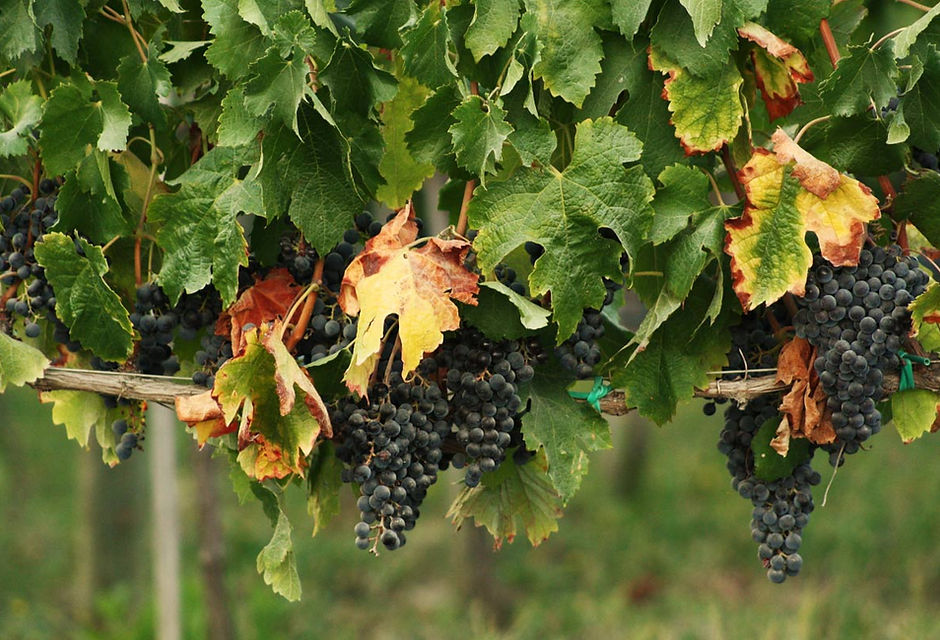 Grapes