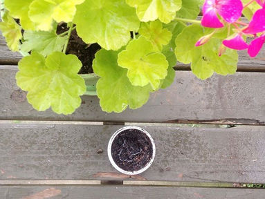Coffee Coconut Body Scrub