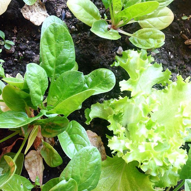 Plants