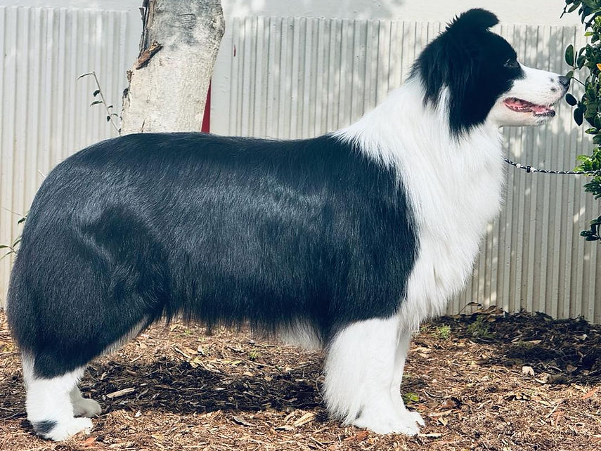 Kelsei GCH 260225.jpg