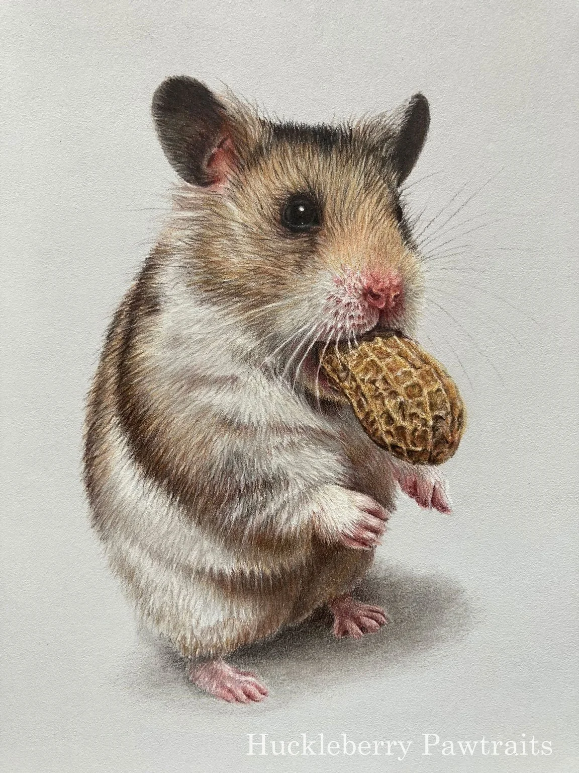 Realistic portrait drawing of a natural coloured Syrian hamster with a monkey nut in it's mouth
