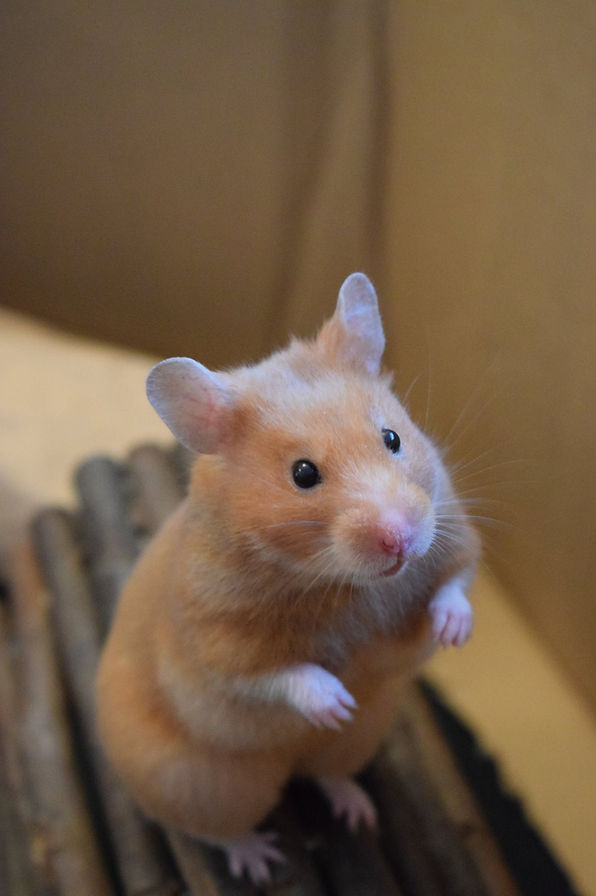 Luna a very special little syrian hamster