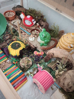 Inside a hamster cage with a snail, frog, bee hive and homemade sunflower hides.