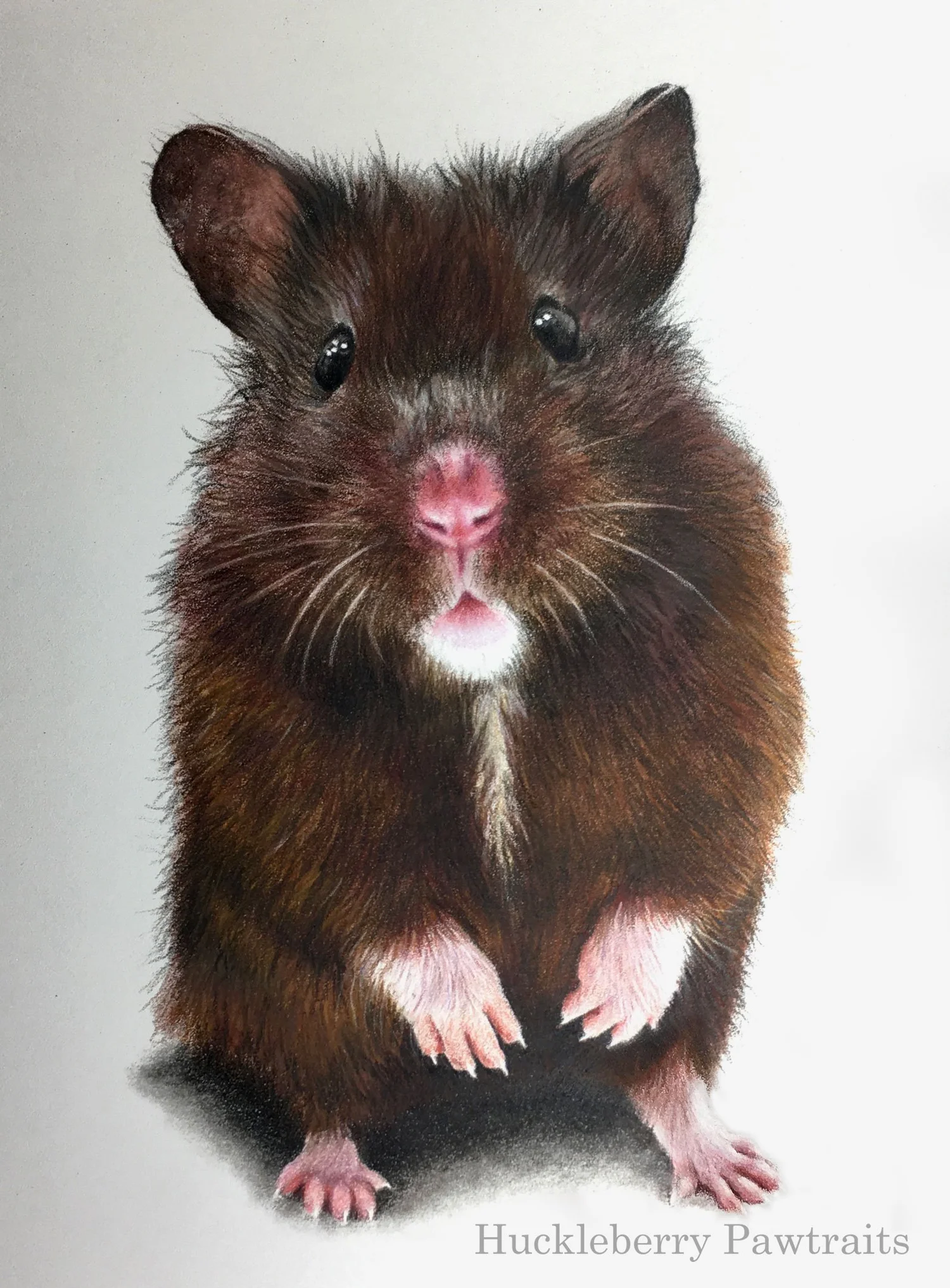 Realistic portrait drawing of a brown Syrian hamster standing on it's hind legs