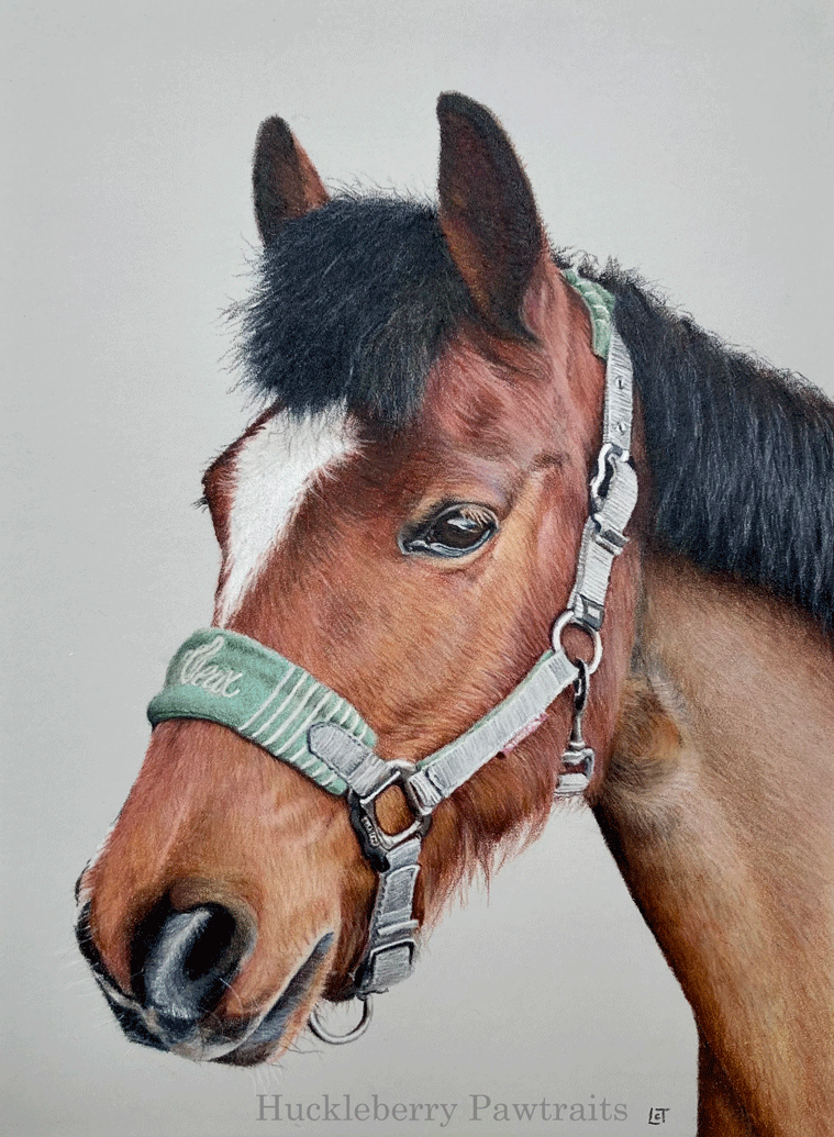 Realistic portrait drawing of a brown horse's head and bridle looking towards the left 
