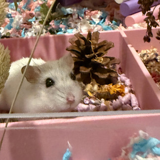 A light coloured dwarf hamster in a pink dig box with a brown pinecone in the background