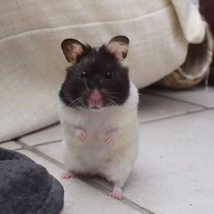 A female Syrian hamster stood on hind legs when freeroaming.