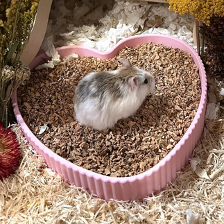 A 3D printed pink heart dish filled with digging substrate and a roborovski hamster, surrounded by bedding