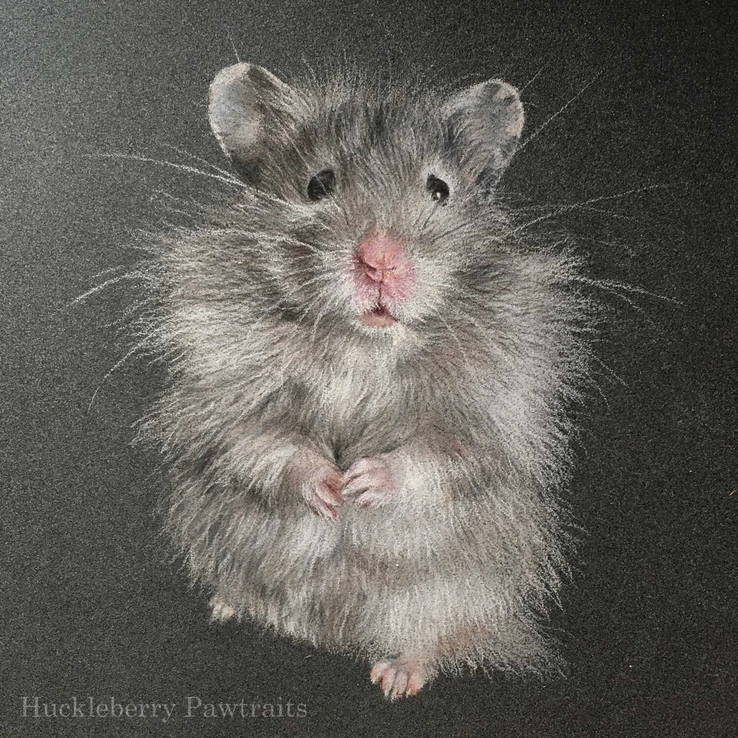 Realistic portrait drawing of a fluffy silver grey long haired Syrian hamster