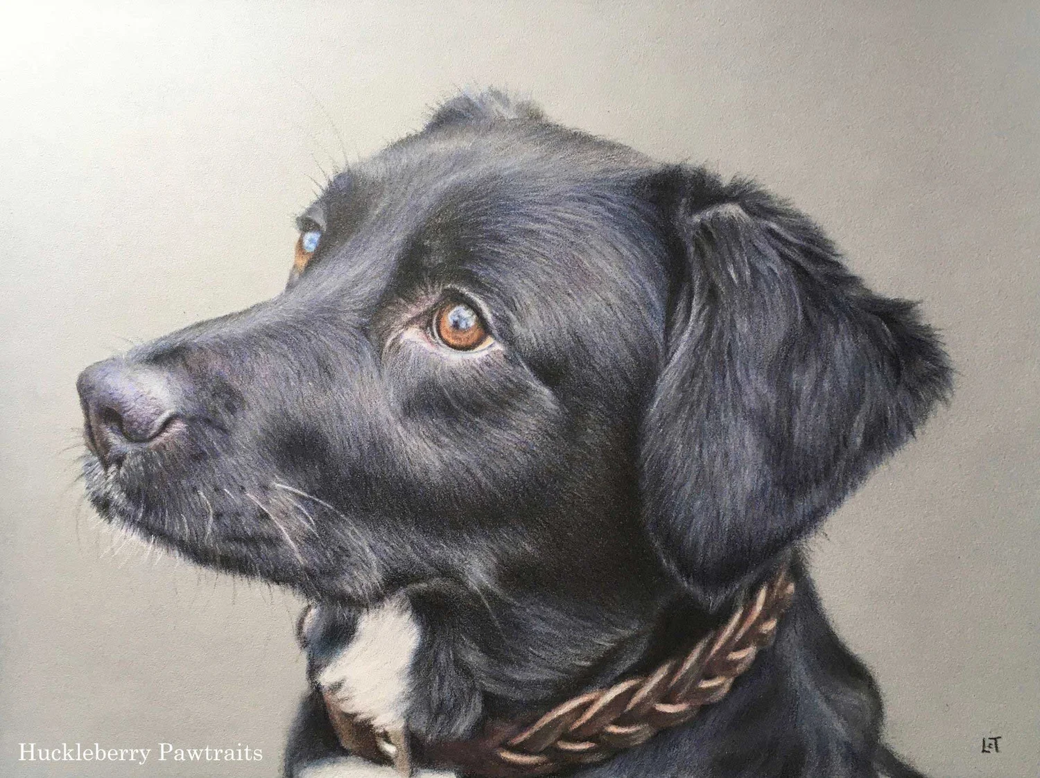 Realistic portrait drawing of a side profile of a black dog's face looking to the left