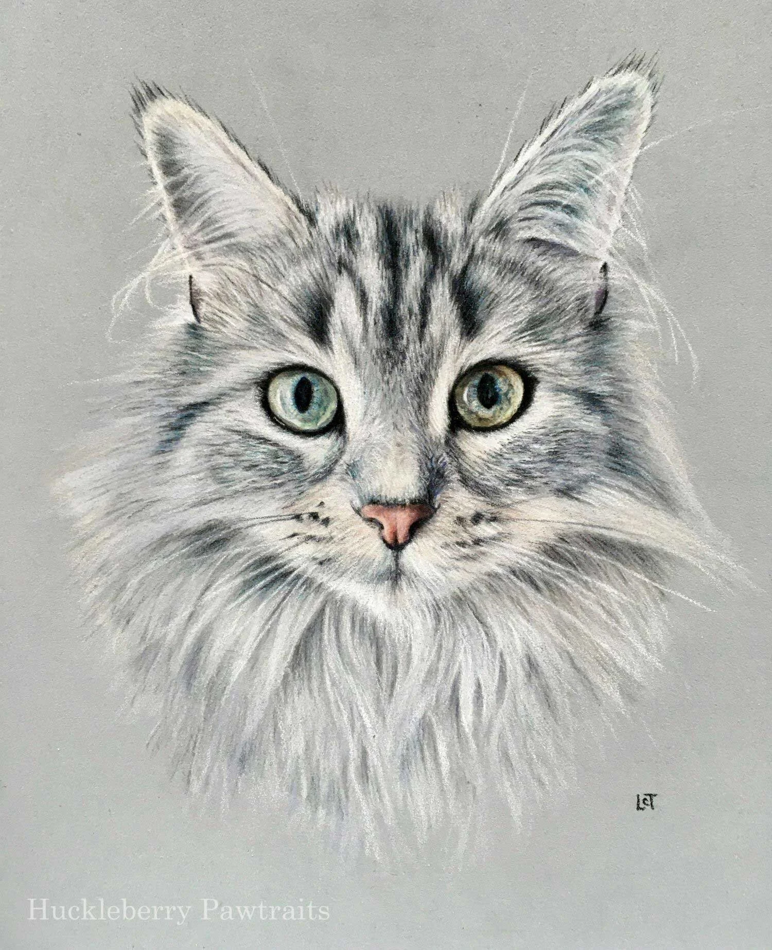 Realistic portrait drawing of a very fluffy grey stripy cat staring straight ahead
