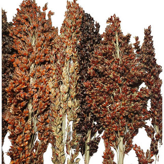 A bunch of different brown schelli sprays