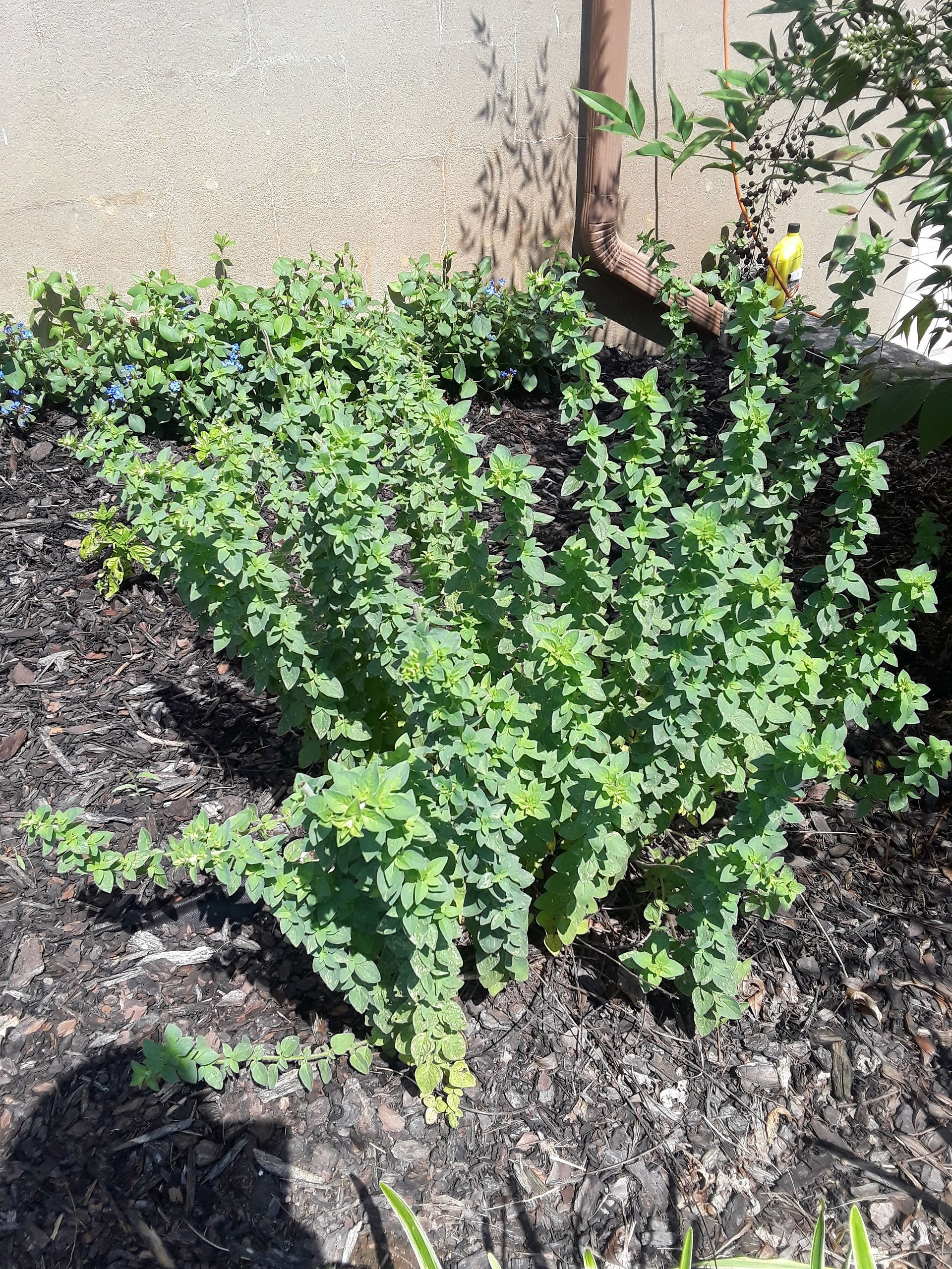 20180602_153236