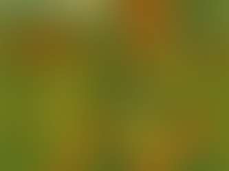 Backyard Design near Draper UT