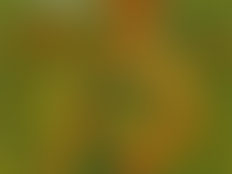 Backyard Design Near Millcreek, UT