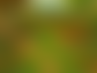 Backyard Design near Clearfield UT