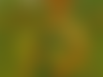 Backyard Design Near South Jordan, UT