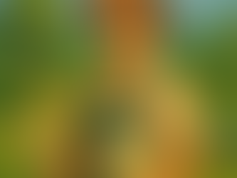 Salt Lake City UT Landscape Designer