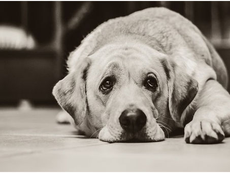 PETSnews | Leptospirose Canina