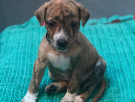 Shopping de Jacarepaguá realiza ‘Campanha de Adoção de Cães e Gatos’