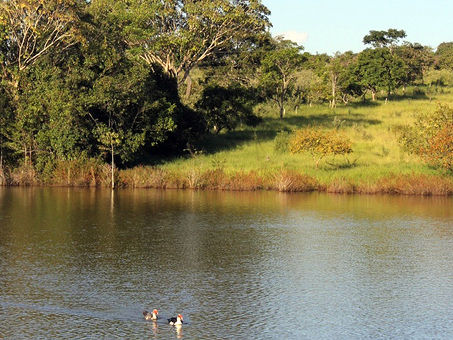 REFLITAnews | Dois patinhos na lagoa