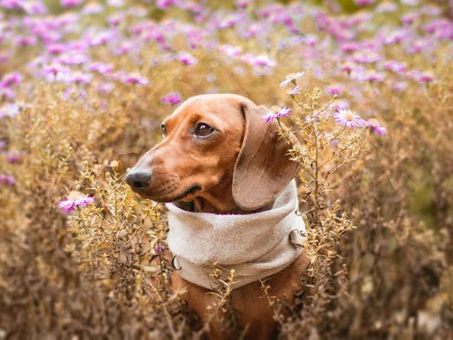 Flores são nocivas para os pets? Dicas para preservar a saúde dos animais de estimação