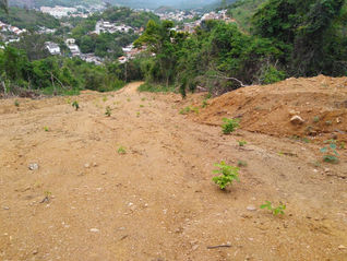 Blitz da Polícia Ambiental na Estrada do Catonho descobre desmatamento
