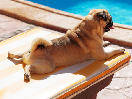 PETnews | Verão: dicas de bem-estar e cuidados com os pets em piscinas