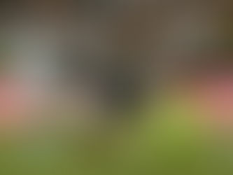 ESPORTES | Segue o líder: Bota domina, vence com facilidade e dispara no Brasileirão