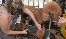 poodle-groomer-video-image3.jpg