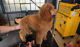 poodle-groomer-video-image2.jpg