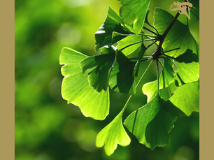Dica Saudável | Ginkgo Biloba | Um fitoterápico para memória.