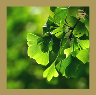 Dica Saudável | Ginkgo Biloba | Um fitoterápico para memória.