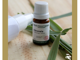Dica Saudável | Citronela e seus benefícios