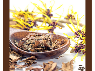 Dica Saudável | Hamamelis e seus benefícios