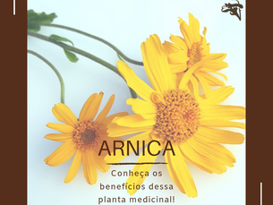Dica Saudável | Benefícios da Arnica Montana L.
