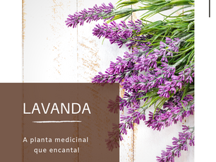 Dica Saudável | Lavanda: a planta medicinal que encanta.