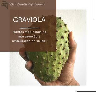 Dica Saudável | Plantas medicinais na manutenção e restauração da saúde | Graviola