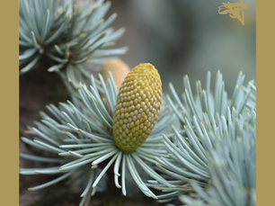 Dica Saudável | Óleo Essencial de Cedro Atlas