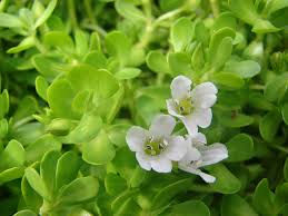Bacopa monneri extrato