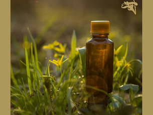 Dica Saudável | Florais para o Sistema Imunológico
