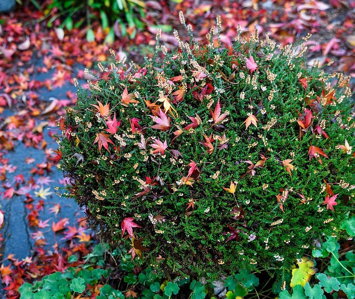 Profession fall leaf cleanup services near Cleveland Ohio
